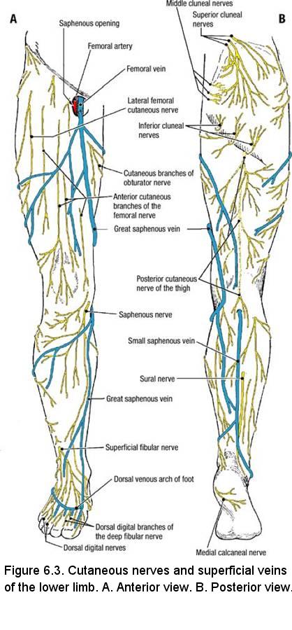 Lower Limb Cutaneous Innervation